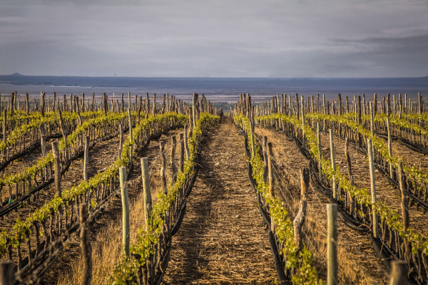 Gaudeo: cuando el terruño habla a través del Malbec