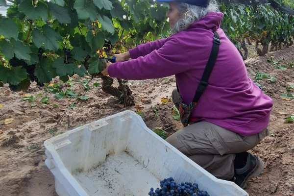 Una experiencia en vendimia: Trivento abre sus puertas a la Asociación Argentina de Sommeliers
